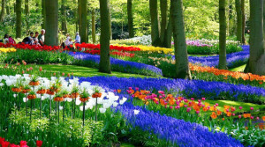 Сочетание цветов с крупными и мелкими луковицами - тюльпанов и мускари